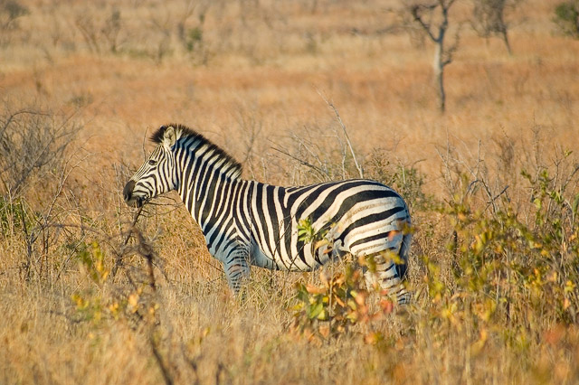 Zebra II